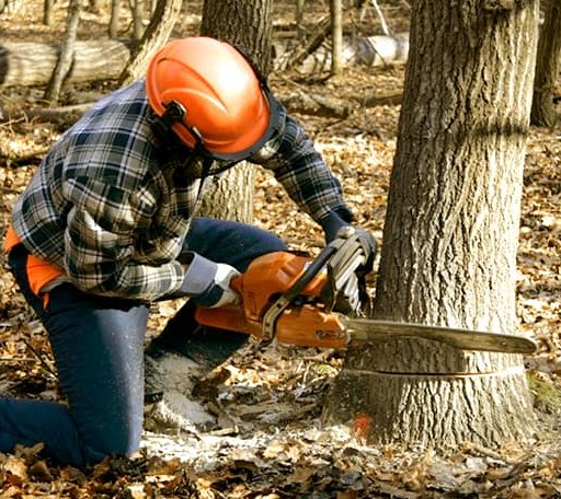 Tree Removal in Edgewood, IA